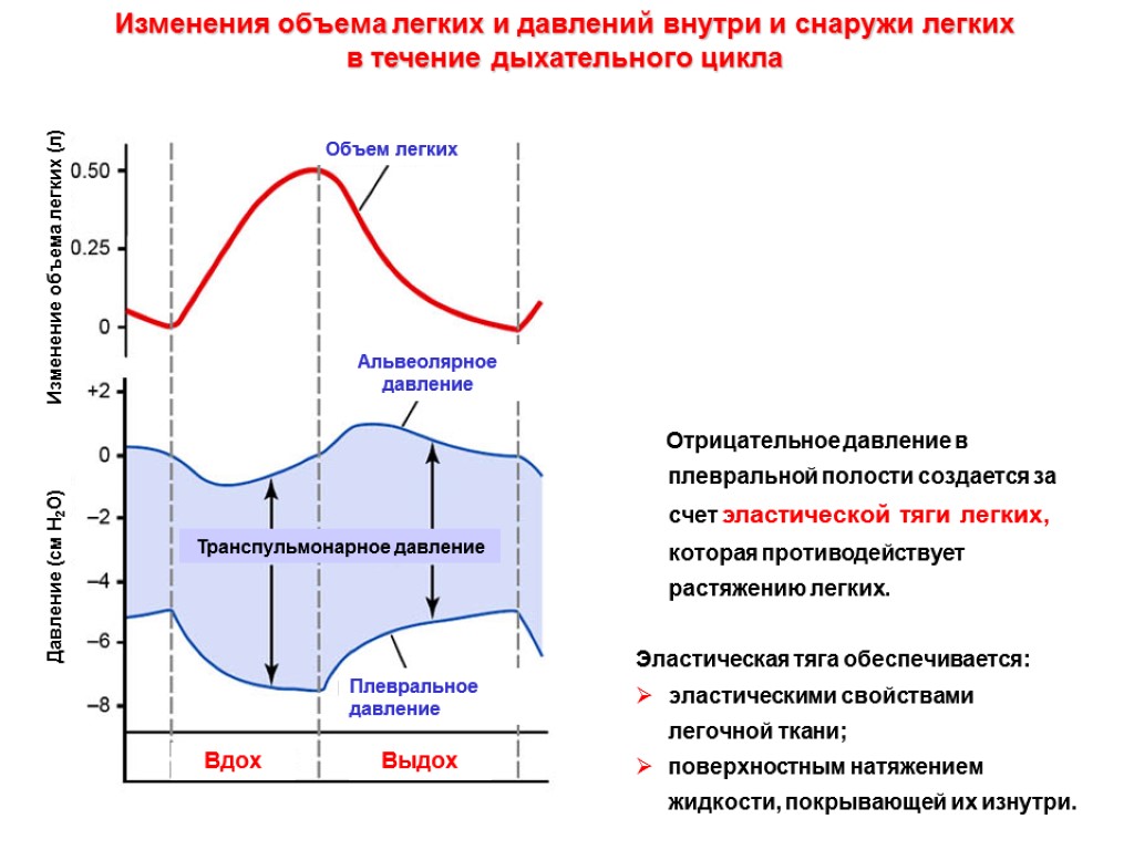 Отрицательное давление в плевральной полости создается за счет эластической тяги легких, которая противодействует растяжению